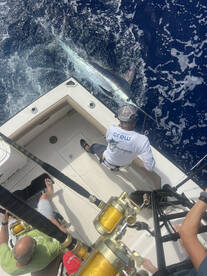 Blue marlin!