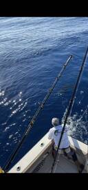 Blue Marlin! 