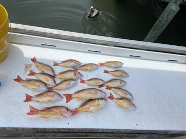 Port Orange Report Photo 2