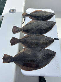 Delaware Bay Report Photo 2