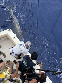 Blue marlin! 