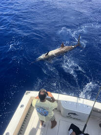 Blue marlin - 800lbs