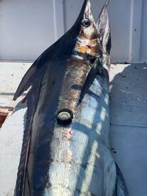 San Jose del Cabo Report Photo 1