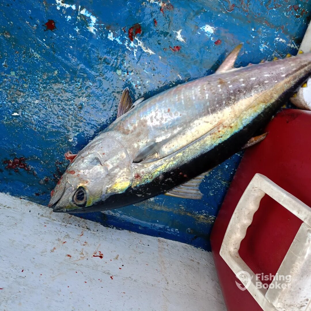 Tamarindo Report Photo 0