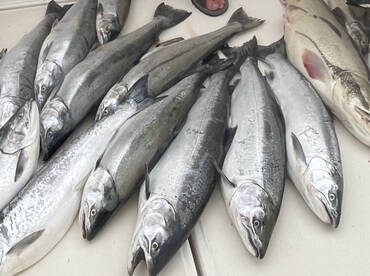 Still catching as of first of the week