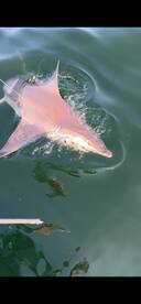 Shark and bluefish on todays trip