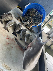 Galveston Report Photo 1