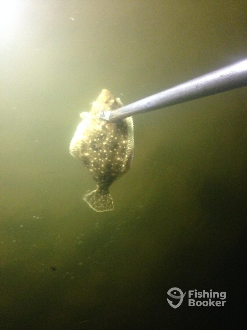 Gulf Shores Report Photo 0