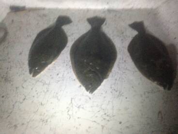 Gulf Shores Report Photo 1