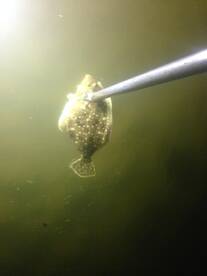 Look at these nice Flounder!!!