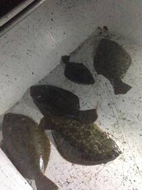 Gulf Shores Report Photo 2