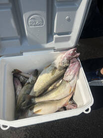 Vermilion Report Photo 1