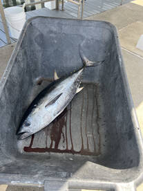Inshore Tuna Bite on Fire!! 