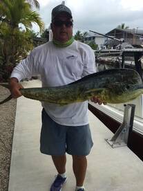 Dolphin are Offshore in the Lower Keys