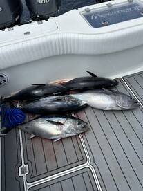 School size popper fish!