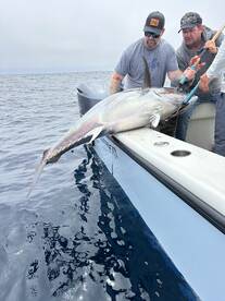 Jumbo tuna!