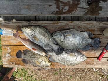 Tarpon and tripletail