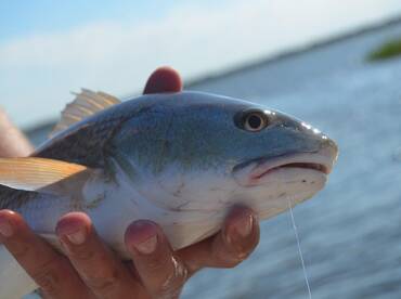 Family day! Daddy day with the girls aft