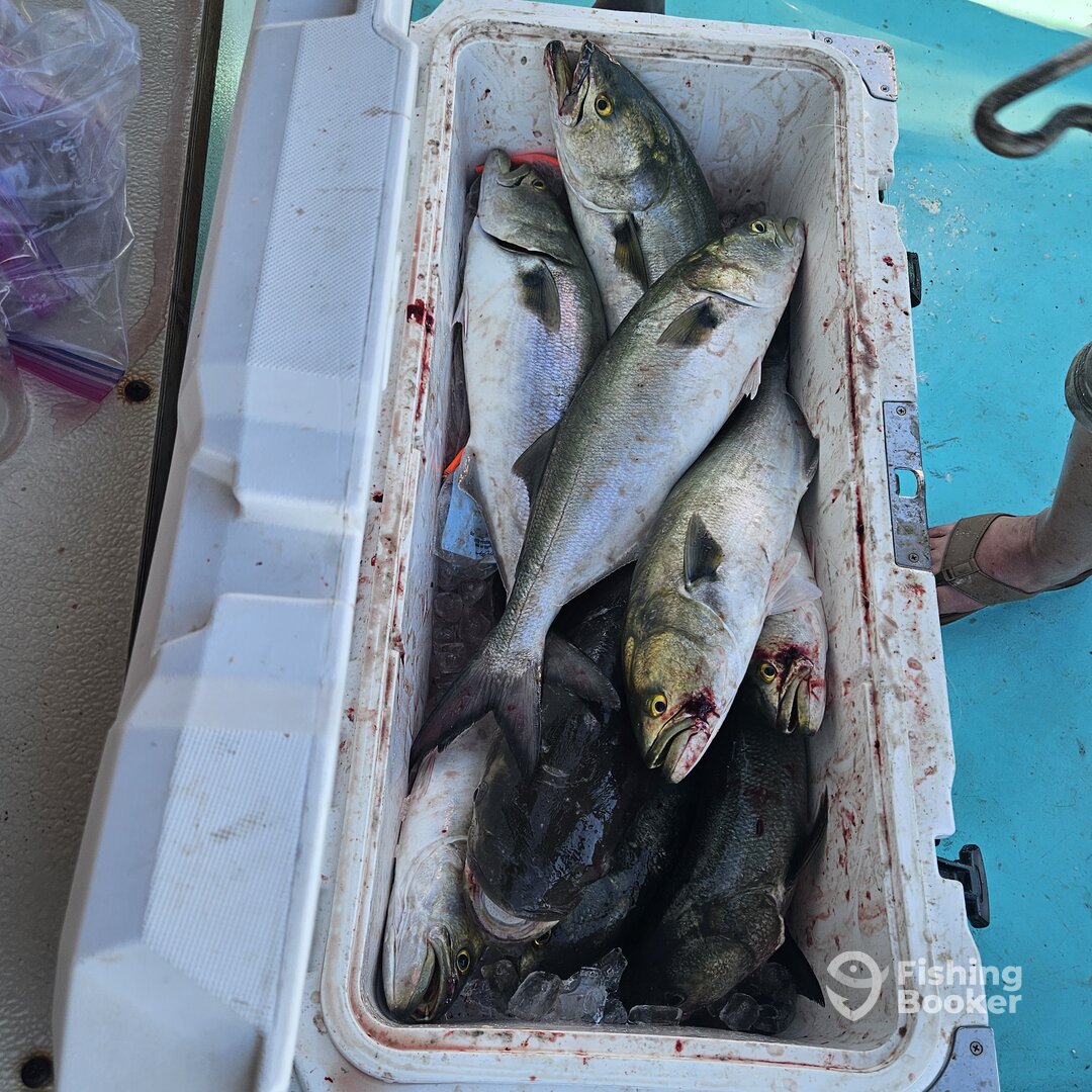 Solomons Report Photo 0