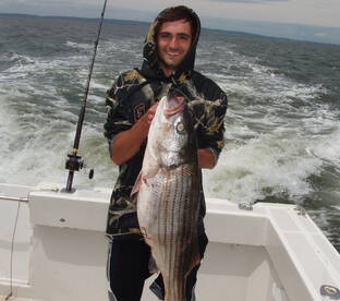 STRIPED BASS UP TO 30 LBS!!!