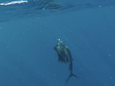 Herradura Report Photo 1