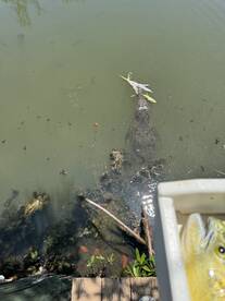 Key Largo Report Photo 2