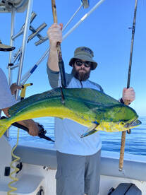 Dorado are starting to show