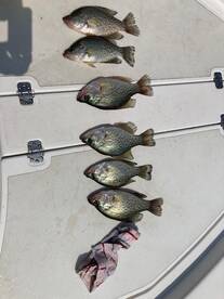 Randleman Report Photo 2