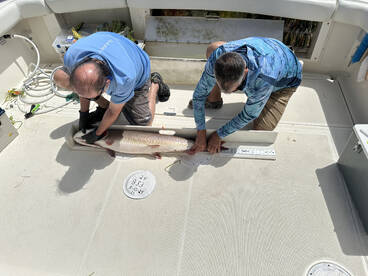 St. Clair Shores Report Photo 1