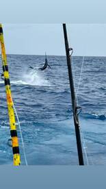 Blue Marlin season started! And its ? 