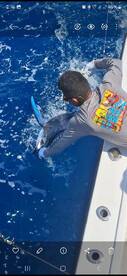 Striped Marlin
