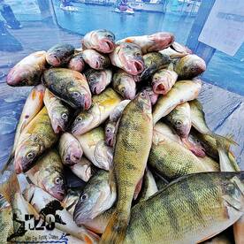 Yellow Perch  - Lake Erie Gold