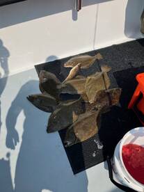 Amazing fluke fishing