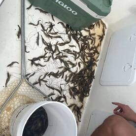 Drum roll please with a side of shrimp