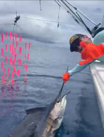 BIG Sailfish
