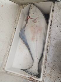 Bamfield Report Photo 2