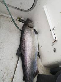 Bamfield is on fire ?