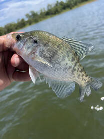 Crappie bite is summertime hot!!