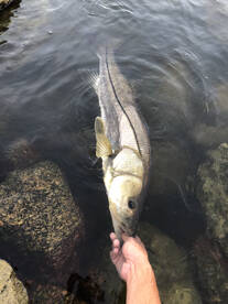 Palmetto Report Photo 1