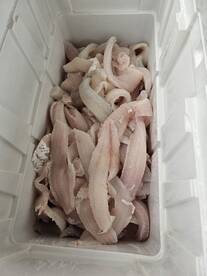 Trolling hungry walleyezzzz