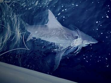 Tuna, Dolphin and monster sharks!