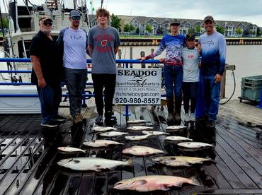 Lots of Salmon