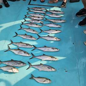 Solomons Report Photo 1