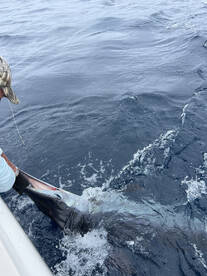 I believe this is the first Blue marlin 