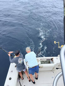 Dana Point Report Photo 2