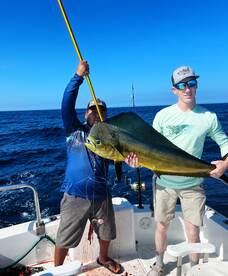 mahi-mahi and striped Marlins