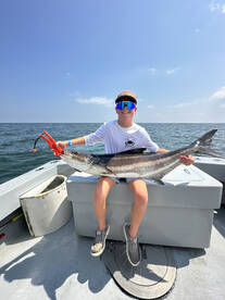 Huge cobia 