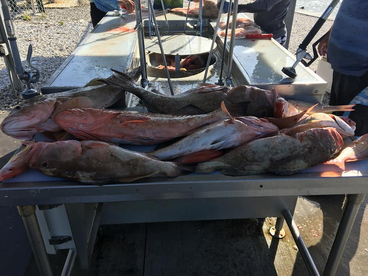 Fort Myers Report Photo 2