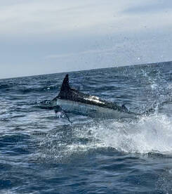 Saturday 3/4 Day Offshore on the Skipjac