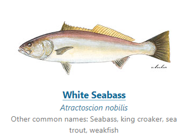 8/18 Catalina Guide Trip